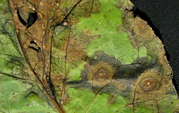 Alternariov&aacute; skvrnitost brukvovit&yacute;ch - detail listu