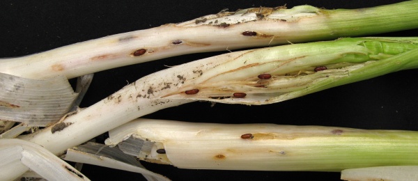 Kukly vrtalky p&oacute;rov&eacute;