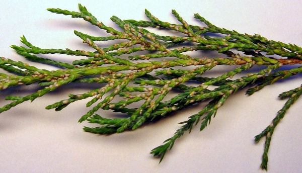 &Scaron;t&iacute;tenky na jalovci