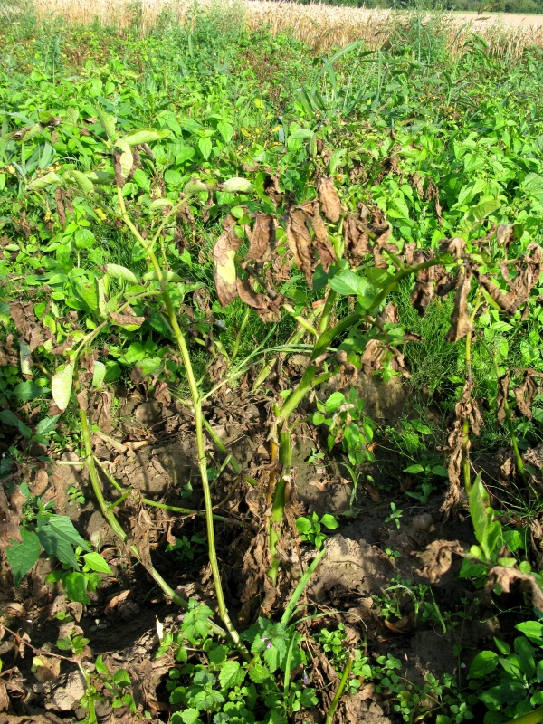 Je třeba zabránit přechodu plísně bramboru na hlízy