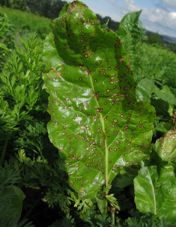 První ošetření proti skvrnatičce řepné bývá v polovině července
