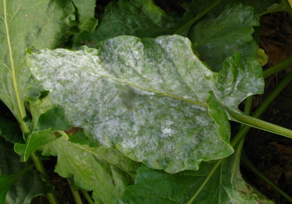 Sucho a vyšší teploty podporují výskyt padlí řepy