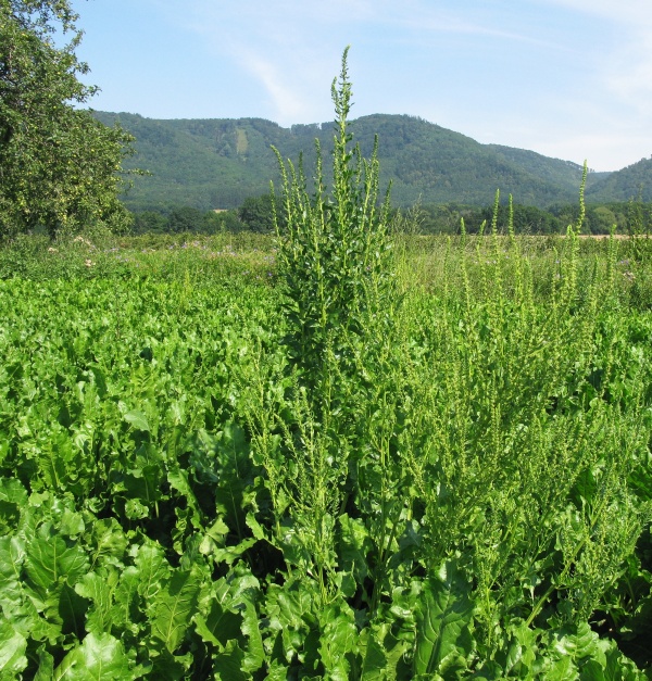 Plevelná řepa může zamořit pozemek na několik let