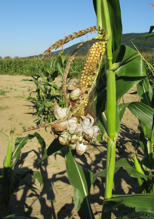 Obecná snětivost kukuřice - sněť neprodukuje mykotoxiny