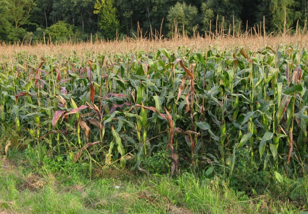 Listová spála kukuřice