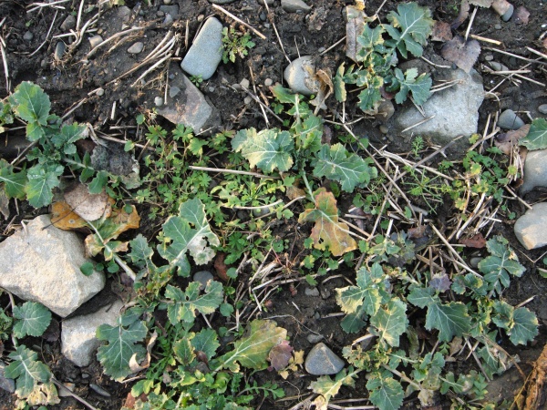 Plevele jsou řepce velkými konkurenty