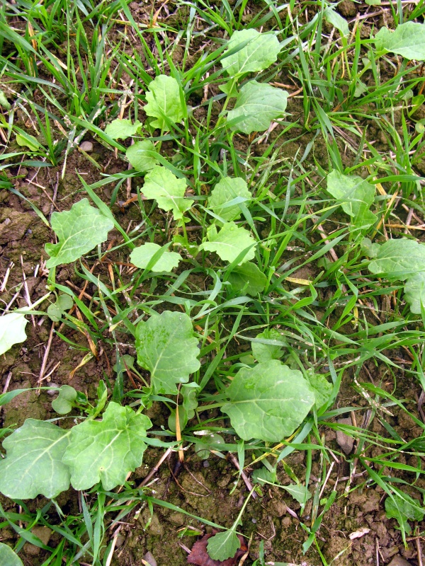 Výdrol likvidujeme v řepce včas