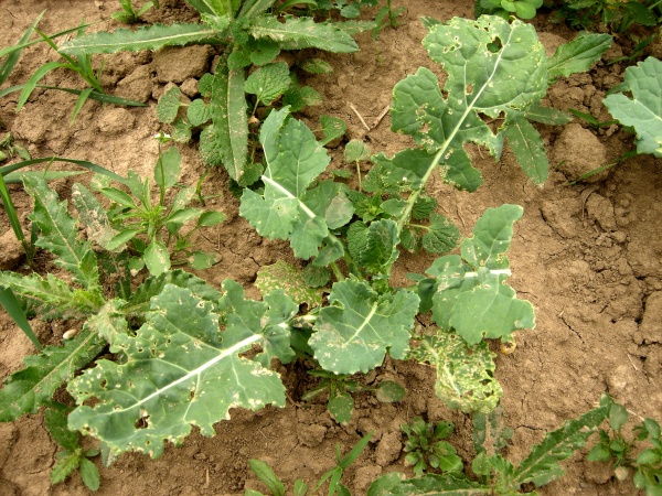 Řepka poškozená dřepčíky může být letos častým jevem