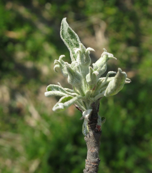 Moučnatý povlak padlí jabloně