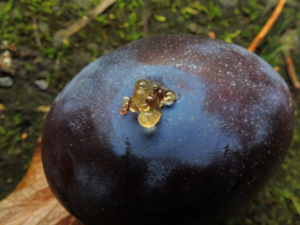 Švestka napadená obalečem švestkovým