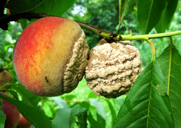 Moniliová hniloba peckovin