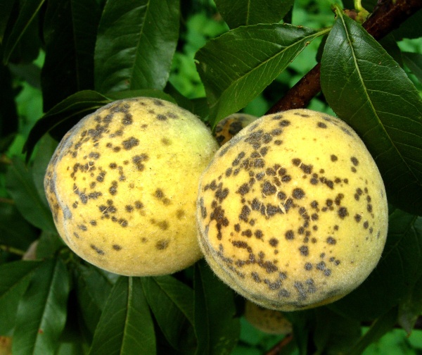 Strupovitost peckovin na broskvích