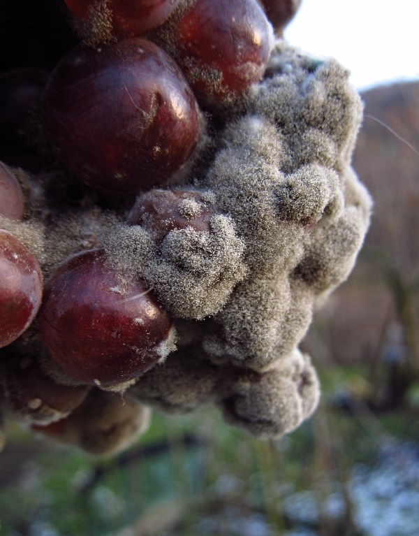 Šedá hniloba hroznu