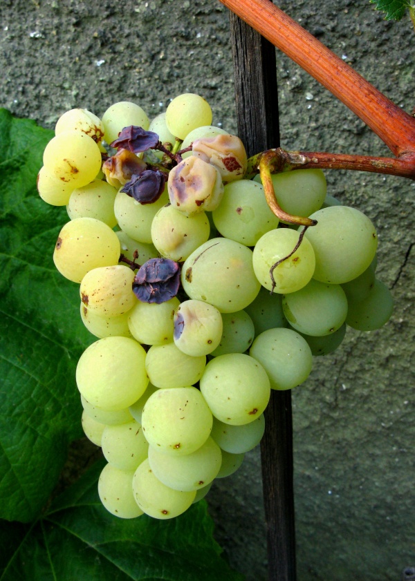 Abiotické odumírání třapiny hroznů