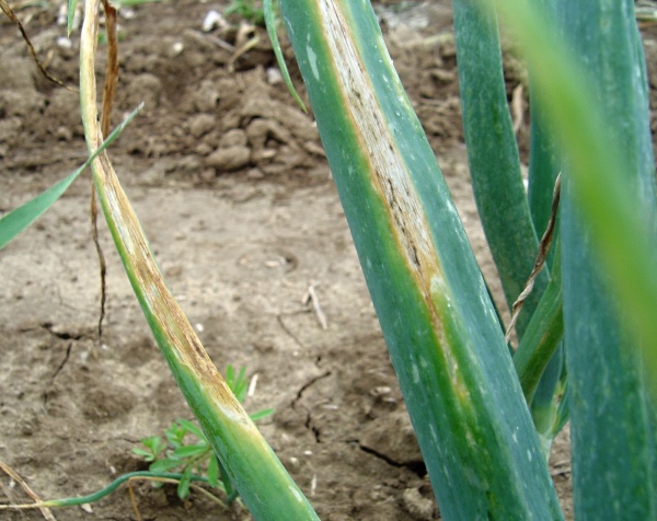 Plíseň česnekovitých na cibuli (p. cibulová)