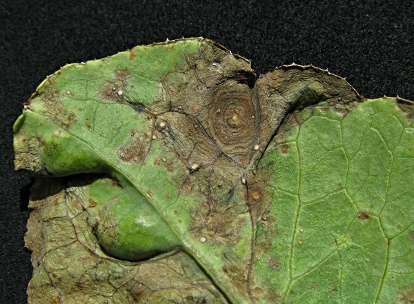 Alternariová skvrnitost brukvovitých - detail listu