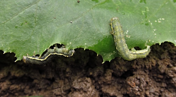 Housenky můr škodí na košťálovinách