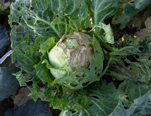 Zelí poškozené housenkami motýlů