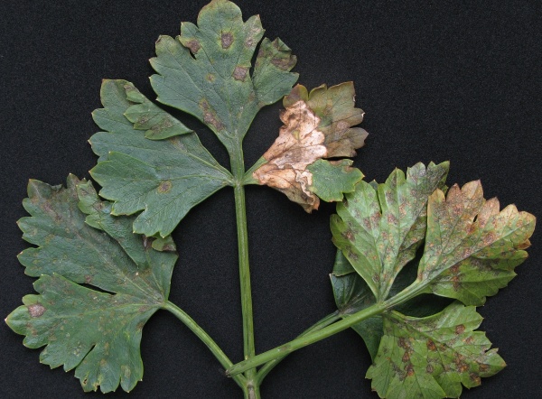 Septoriová skvrnitosti listů celeru