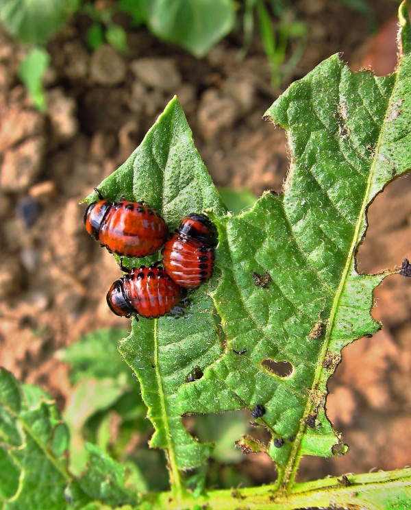 Důležit&aacute; je regulace druh&eacute; generace larev mandelinky bramborov&eacute;