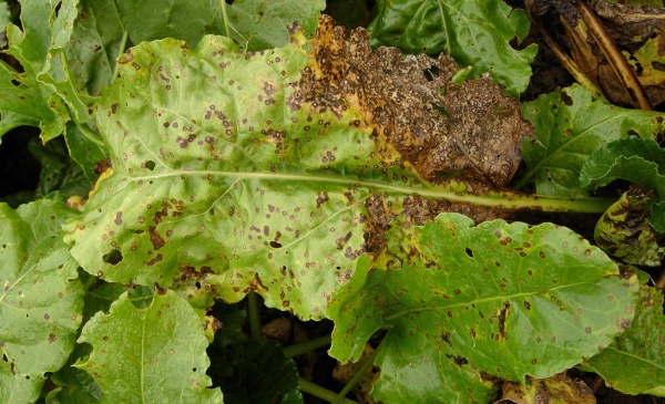 Obvykle se o&scaron;etřuje proti skvrnatičce řepn&eacute; v&nbsp;polovině července