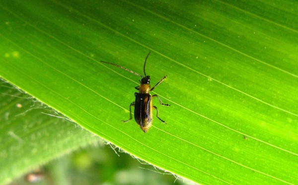 B&aacute;zlivec kukuřičn&yacute; nen&iacute; karant&eacute;nn&iacute;m organizmem