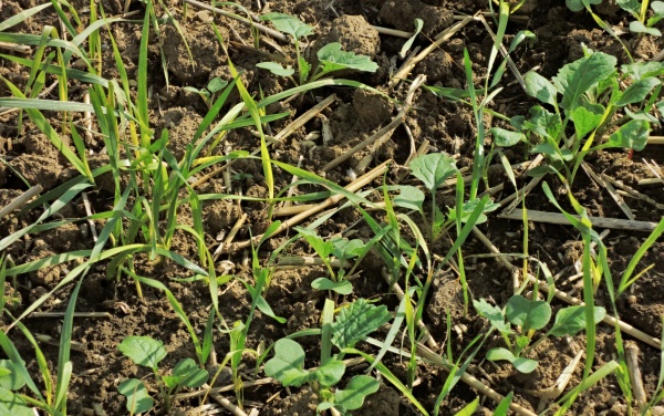 V&yacute;drol obilniny v&nbsp;řepce se mus&iacute; likvidovat