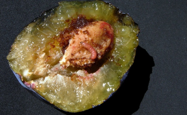 Housenka obaleče švestkového