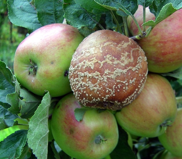 Moniliová hniloba jablek