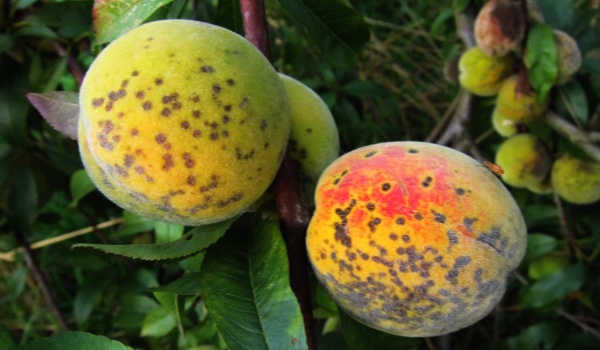 Strupovitost plodů broskve