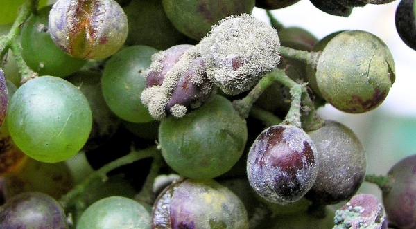 Šedá hniloba hroznů révy