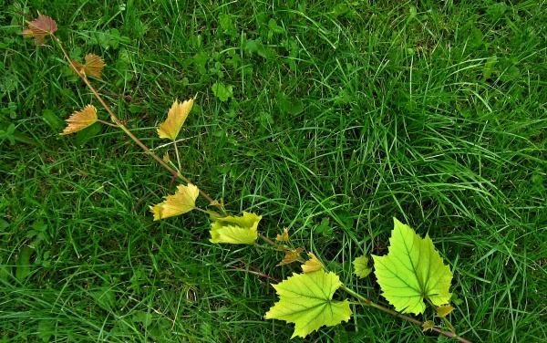 Vrcholová chloróza révy