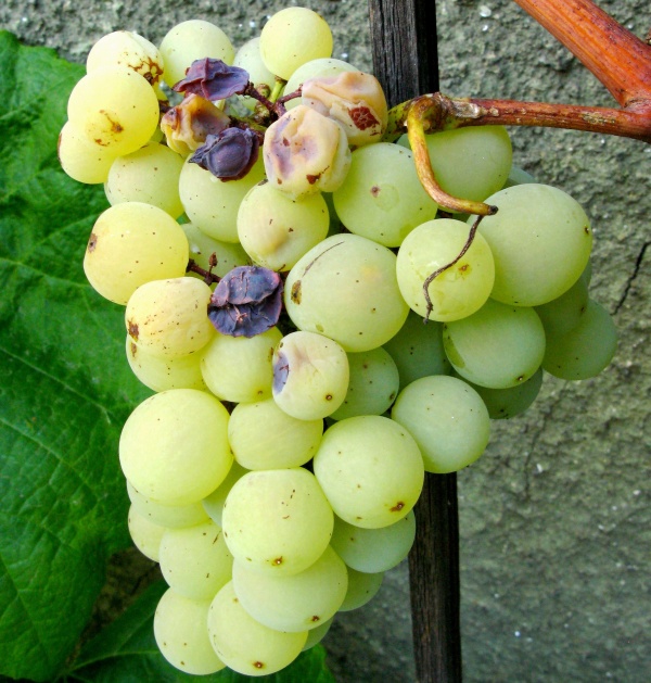 Abiotické odumírání třapiny hroznů