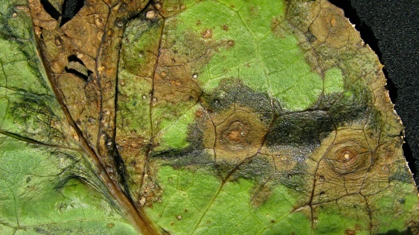 Alternariová skvrnitost brukvovitých na pekingském zelí