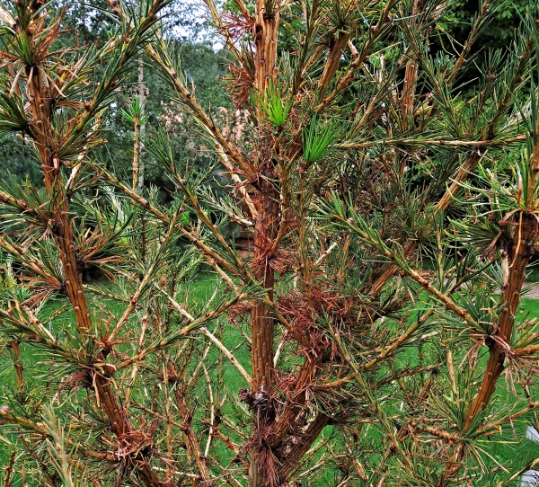 Modřín poškozený sviluškami