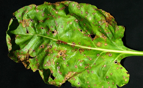 Cerkosporov&aacute; skvrnitost řepy