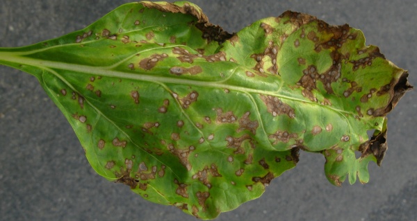 Společn&aacute; infekce skvrnatičkou řepnou a&nbsp;ramul&aacute;ri&iacute;