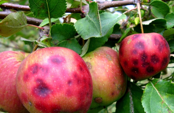 Hořk&aacute; skvrnitost jablek