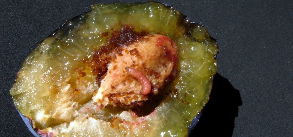 Housenka obaleče &scaron;vestkov&eacute;ho