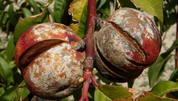 Padl&iacute; broskvoně