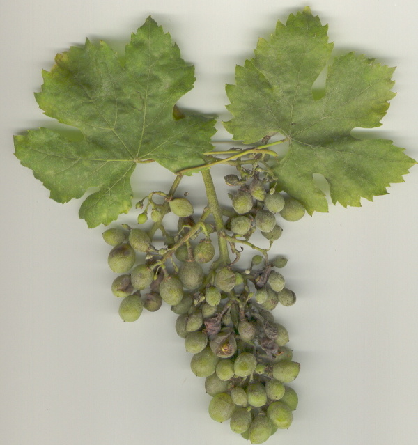 Padl&iacute; r&eacute;vy