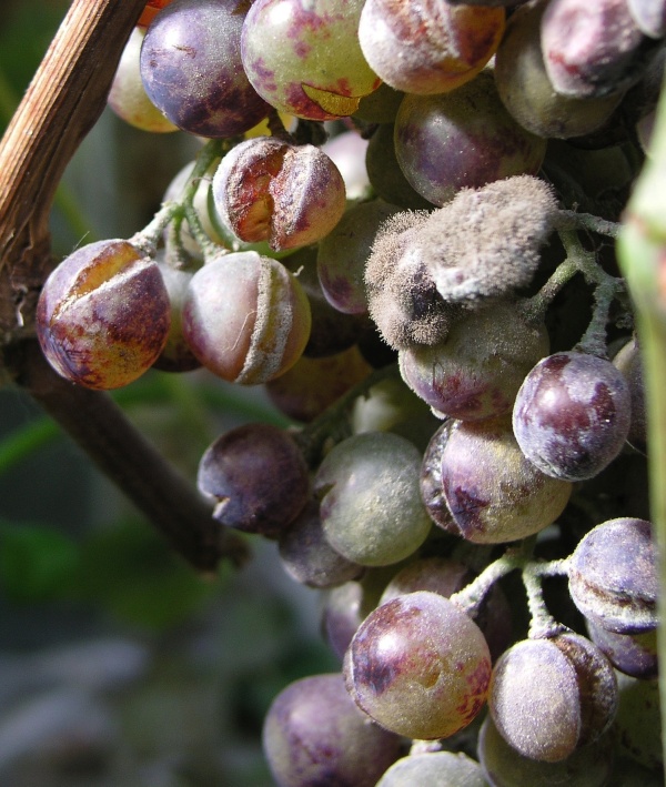 &Scaron;ed&aacute; hniloba