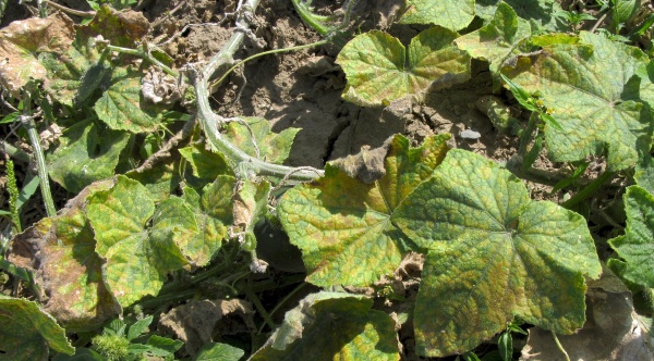 Pl&iacute;seň d&yacute;ňovit&yacute;ch