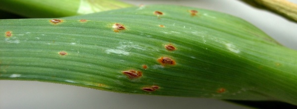 Rzivost česnekovit&yacute;ch