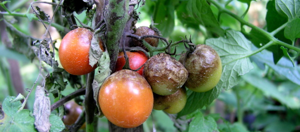 Pl&iacute;seň rajčat