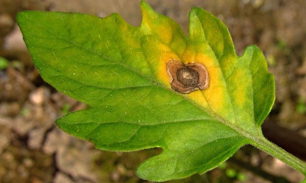 Hněd&aacute; skvrnitost rajčat