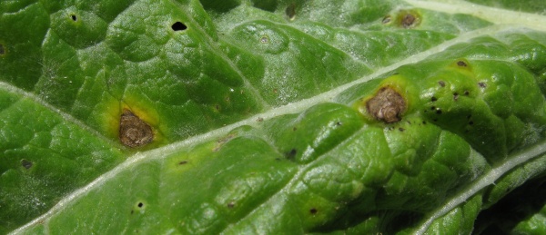 Alternariov&aacute; skvrnitost brukvovit&yacute;ch