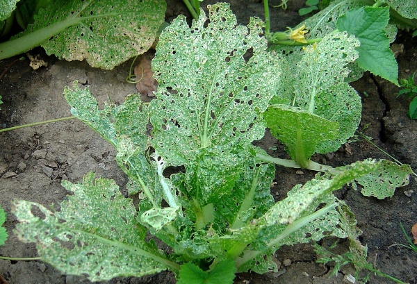 Pekingsk&eacute; zel&iacute; po&scaron;kozen&eacute; dřepč&iacute;ky