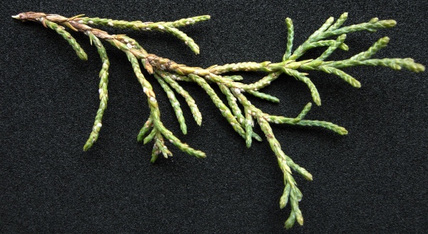 &Scaron;t&iacute;tenka jalovcov&aacute;