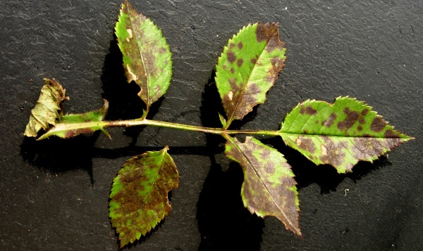 Čern&aacute; skvrnitost růž&iacute;